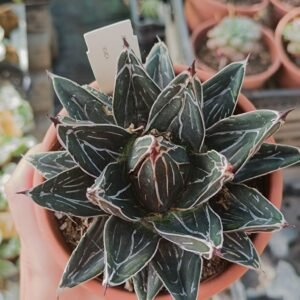 Agave Victoria Regina