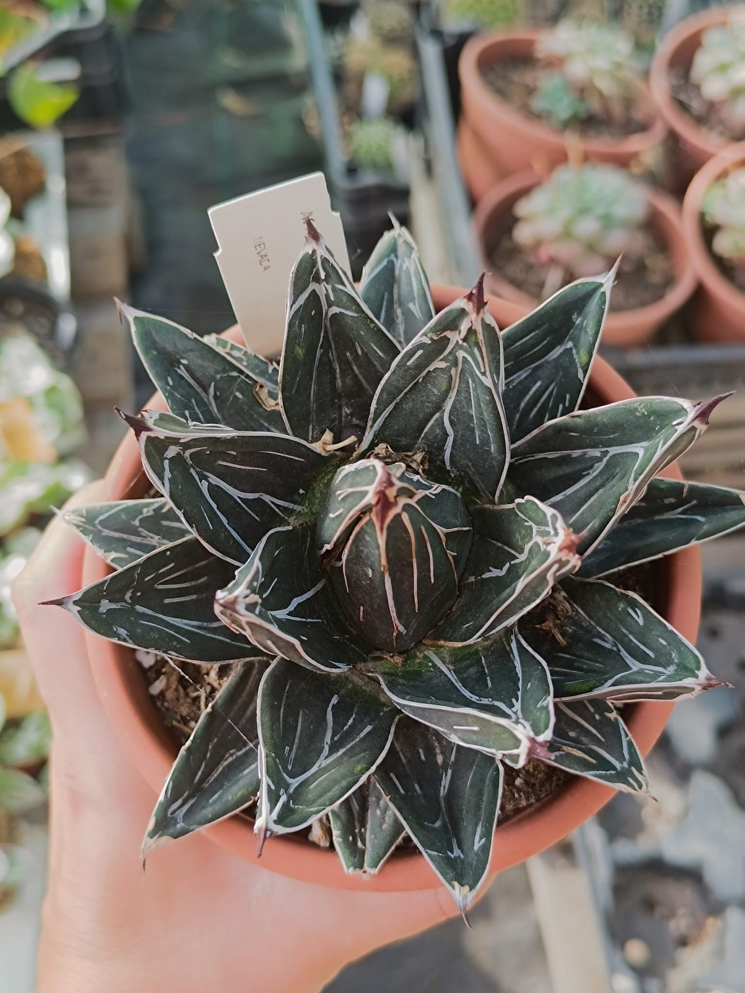 Agave Victoria Regina