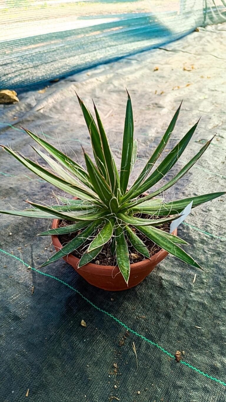 Agave Filifera big size