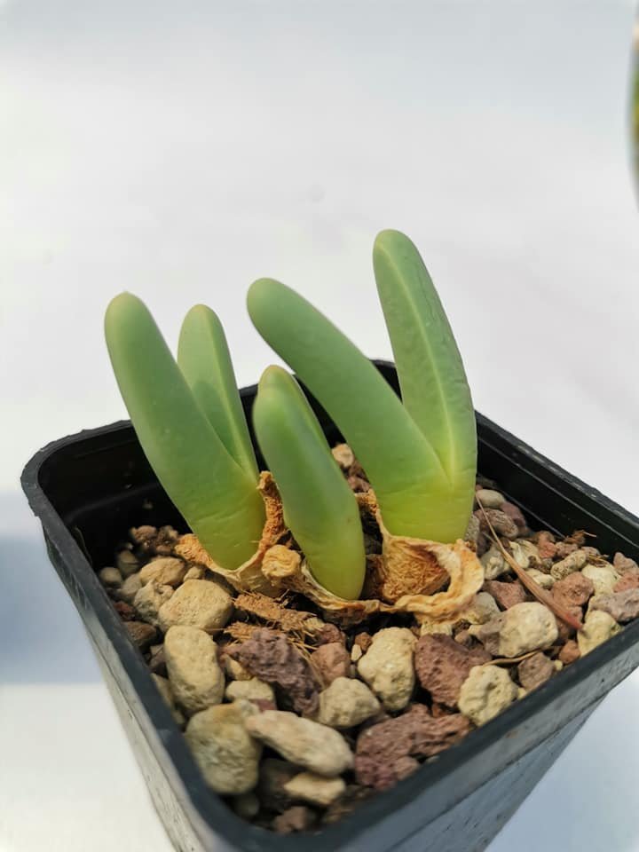 Argyroderma Fissum