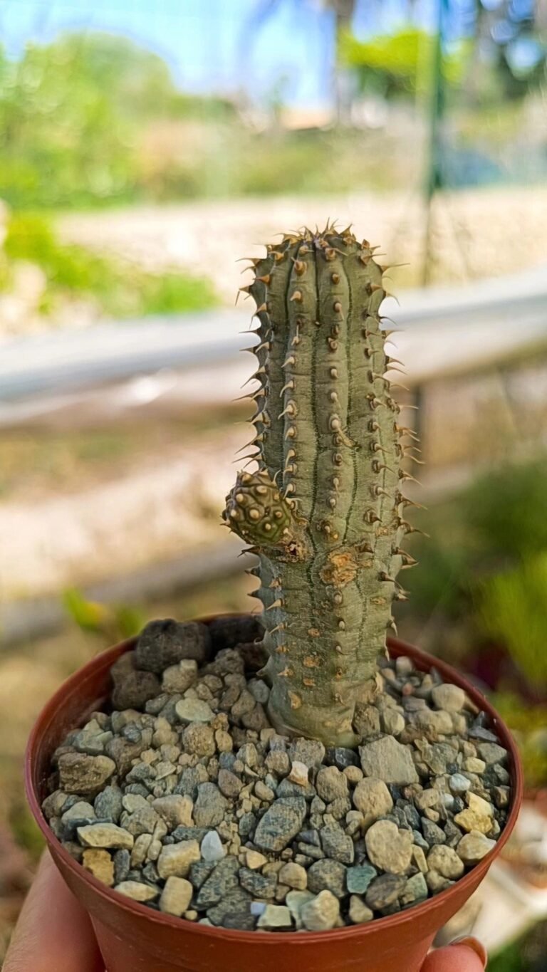 Hoodia Pilifera