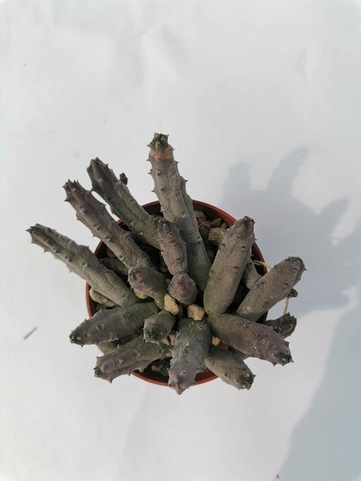 Huernia Pendula