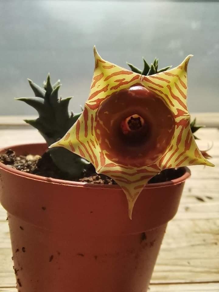 Huernia Zebrina