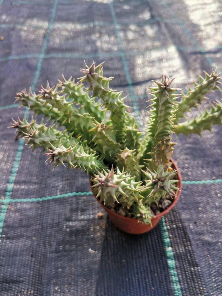 Huernia Macrocarpa