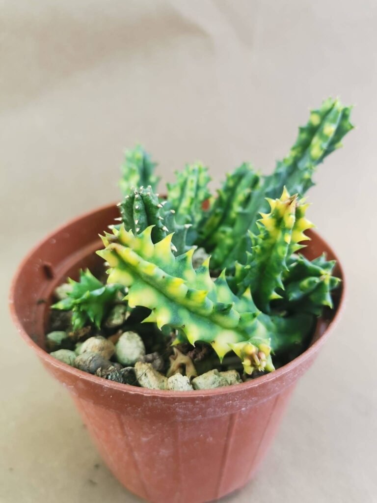 Huernia Zebrina Variegata