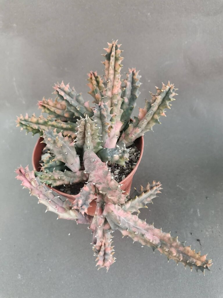 Huernia Zebrina Variegata