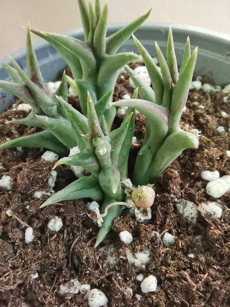 Orbea Semota subsp Orientalis