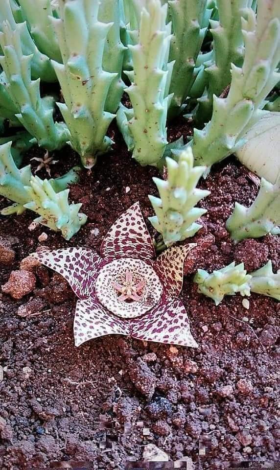 Orbea Variegata