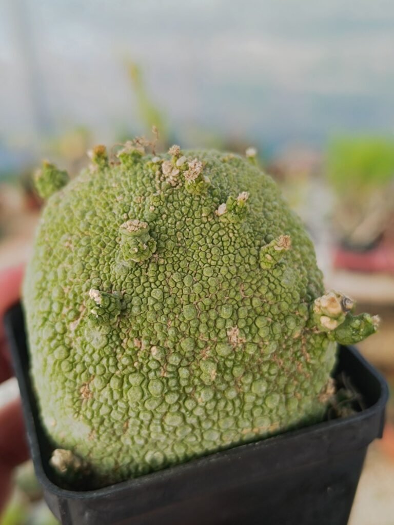 Pseudolithos Cubiformis
