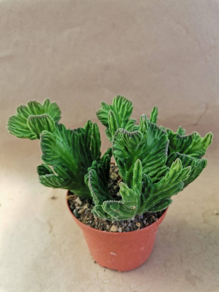 Stapelia Leendertziae Crestata