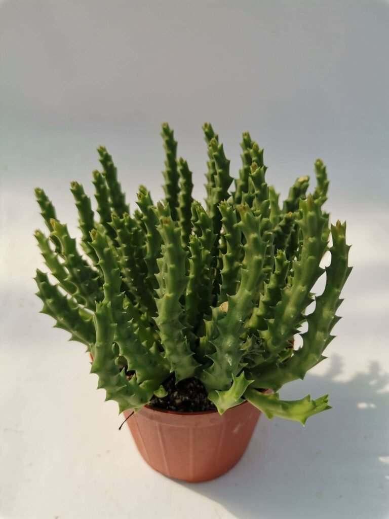 Stapelia Variegata