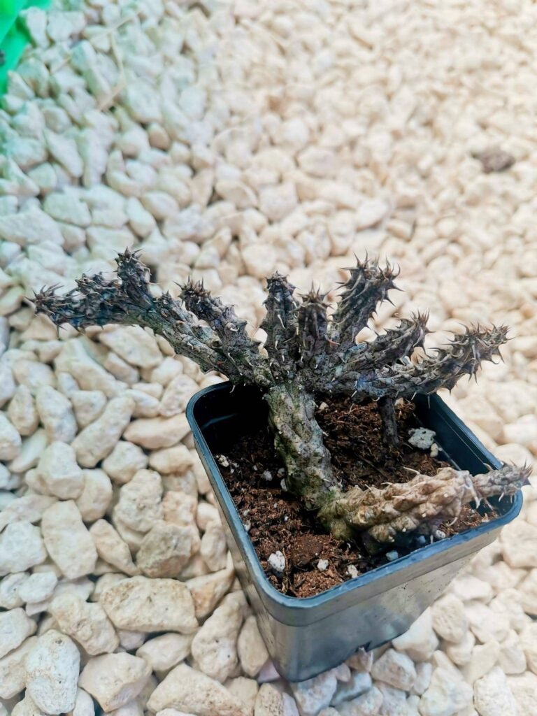 Stapelianthus Decaryi