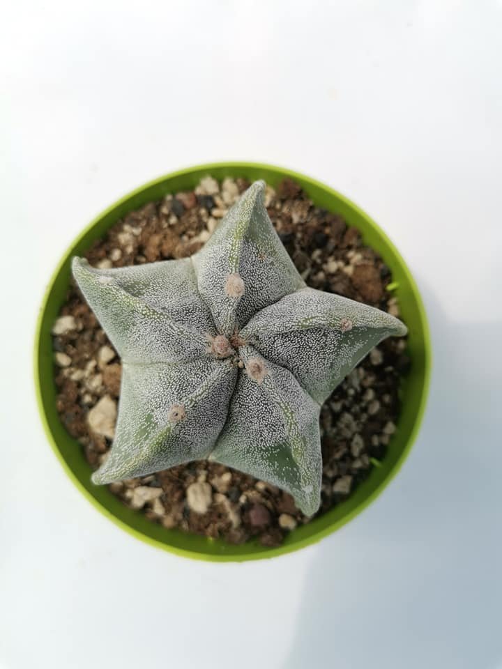 Astrophytum Myriostigma Pentacostatum