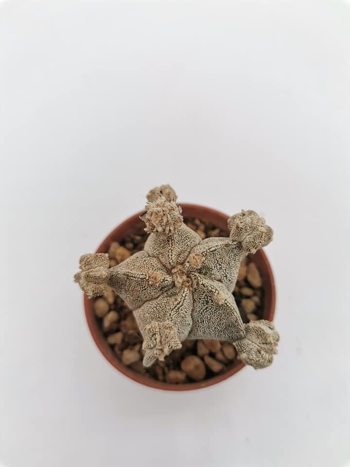Astrophytum Myriostigma Hybrid f. Caespitosa
