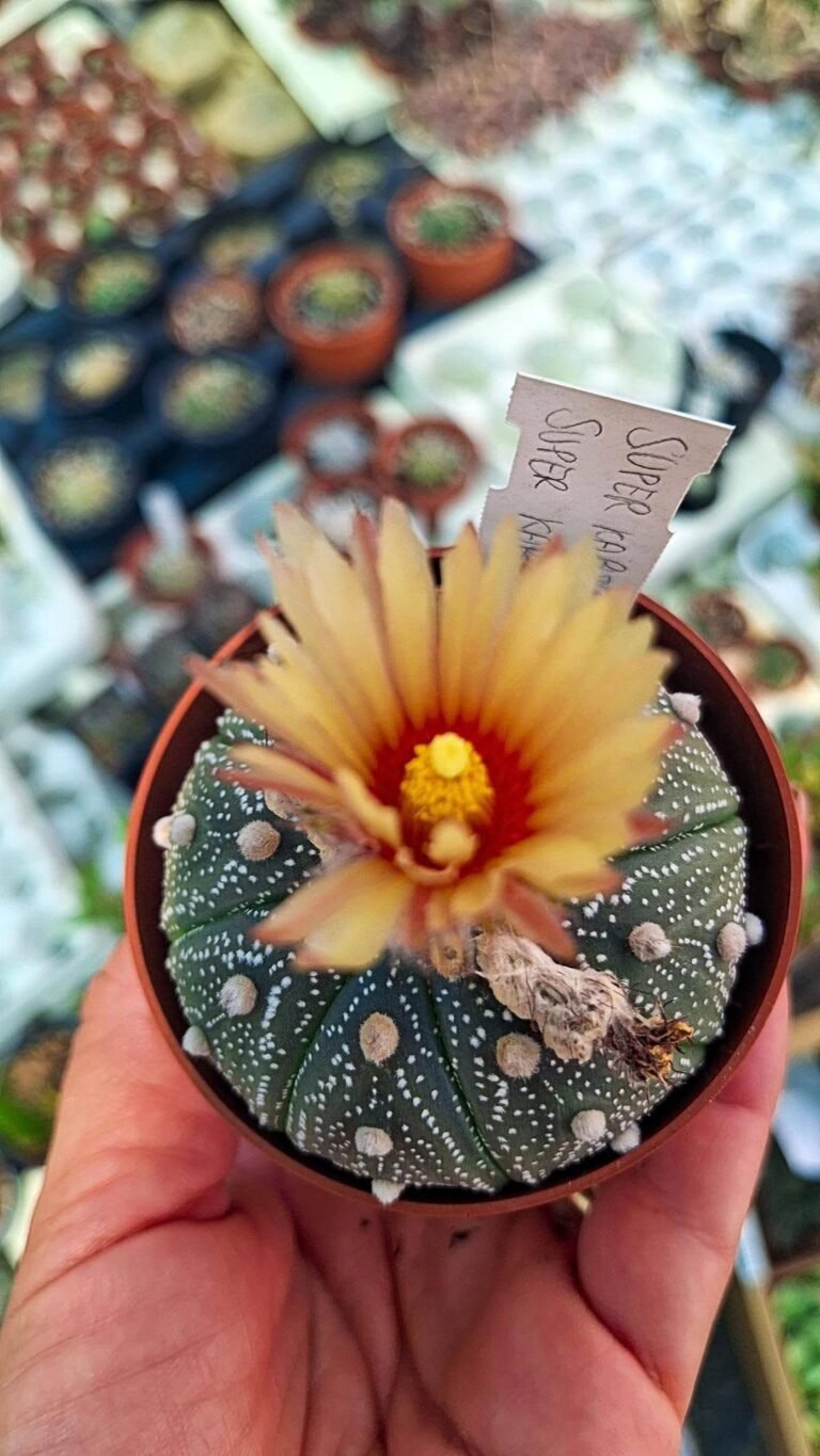 Astrophytum asterias Gold