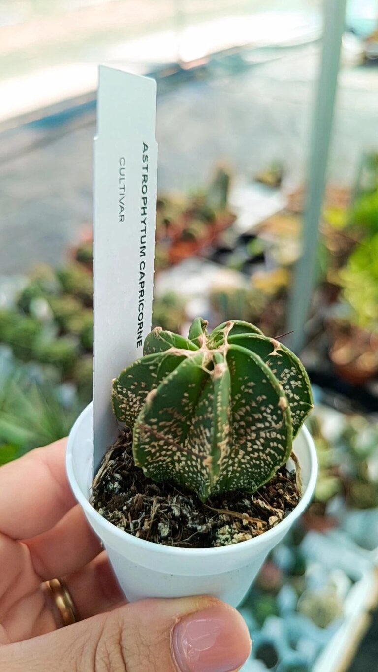Astrophytum Capricorne