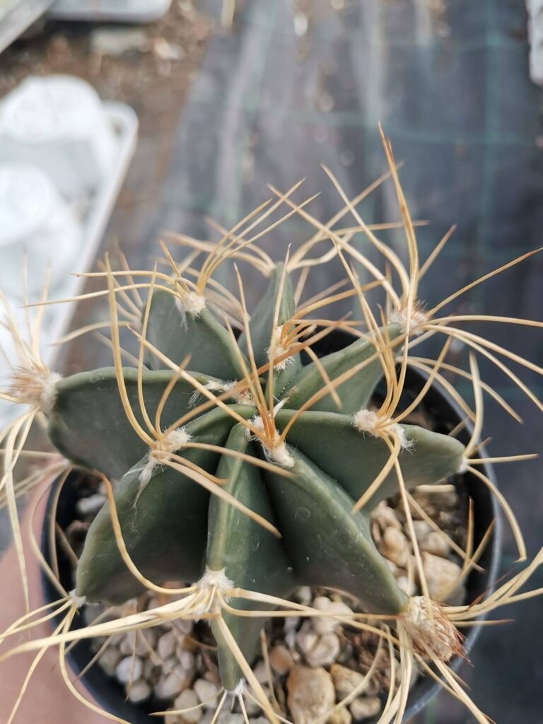 Astrophytum Capricorne Senilis