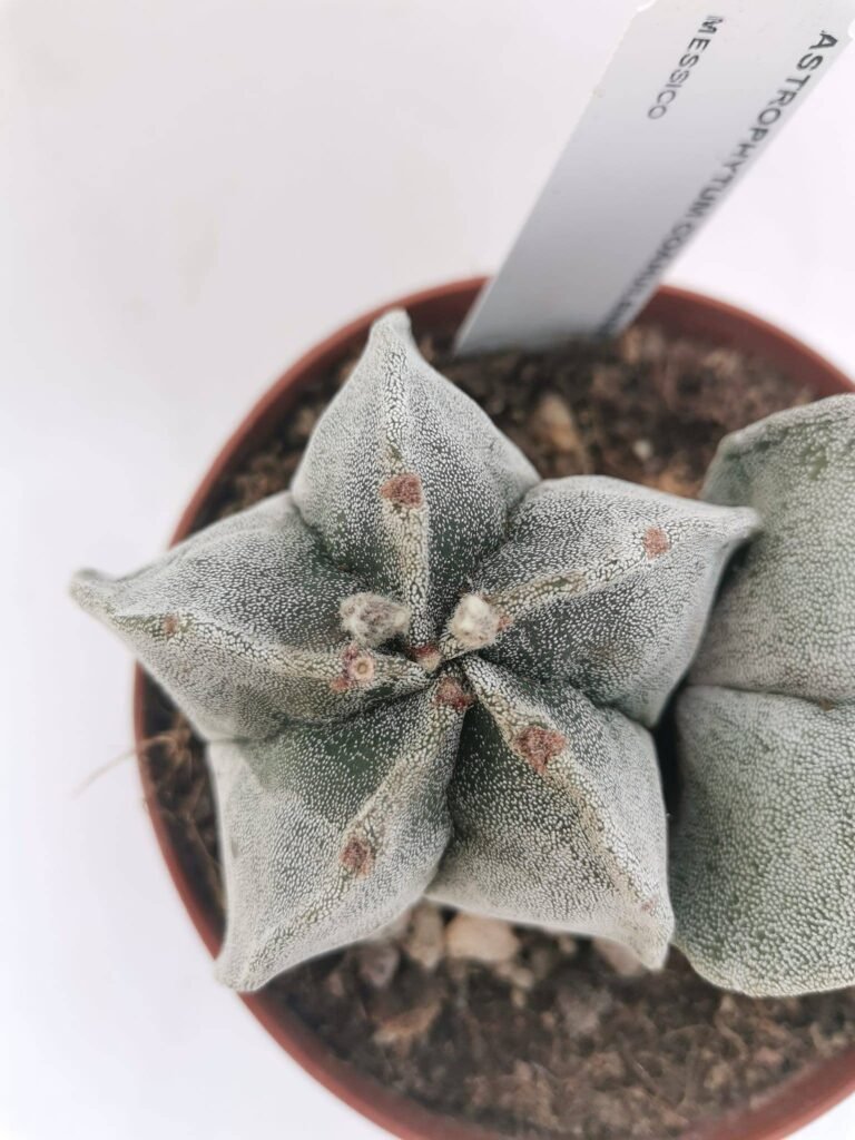 Astrophytum Coahuilense x2