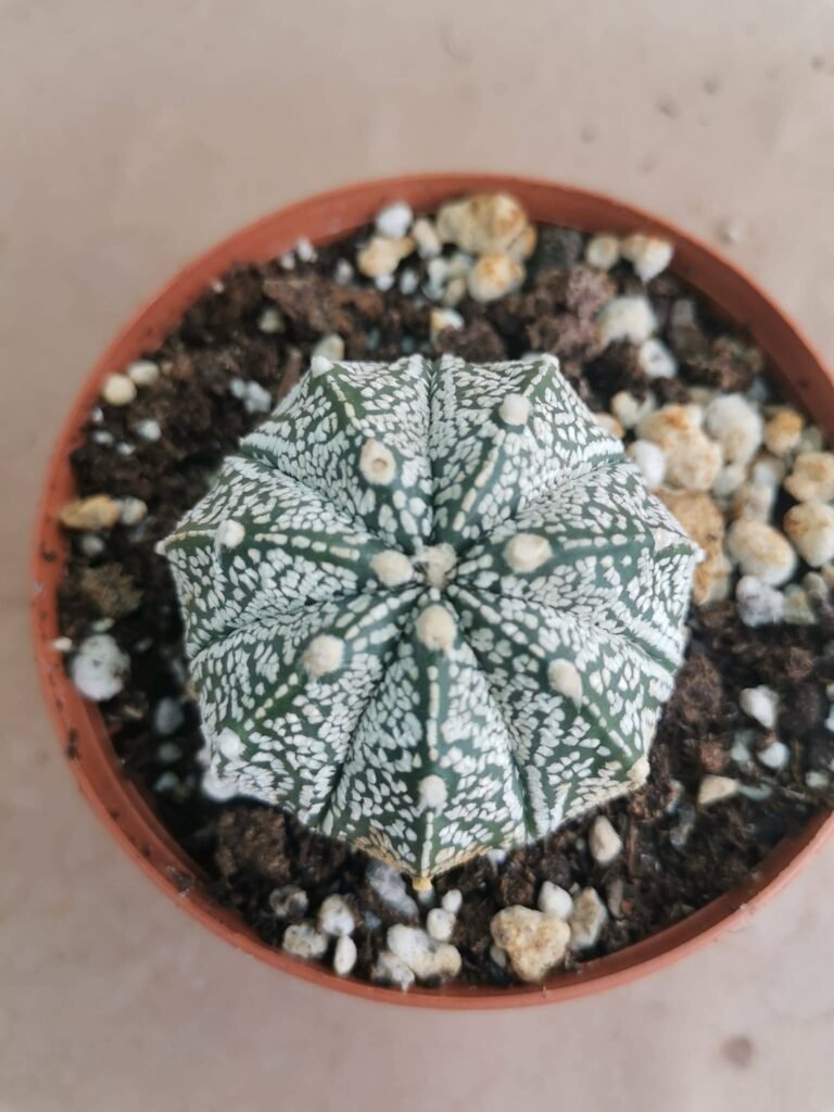 Astrophytum Cocabuto hybrid