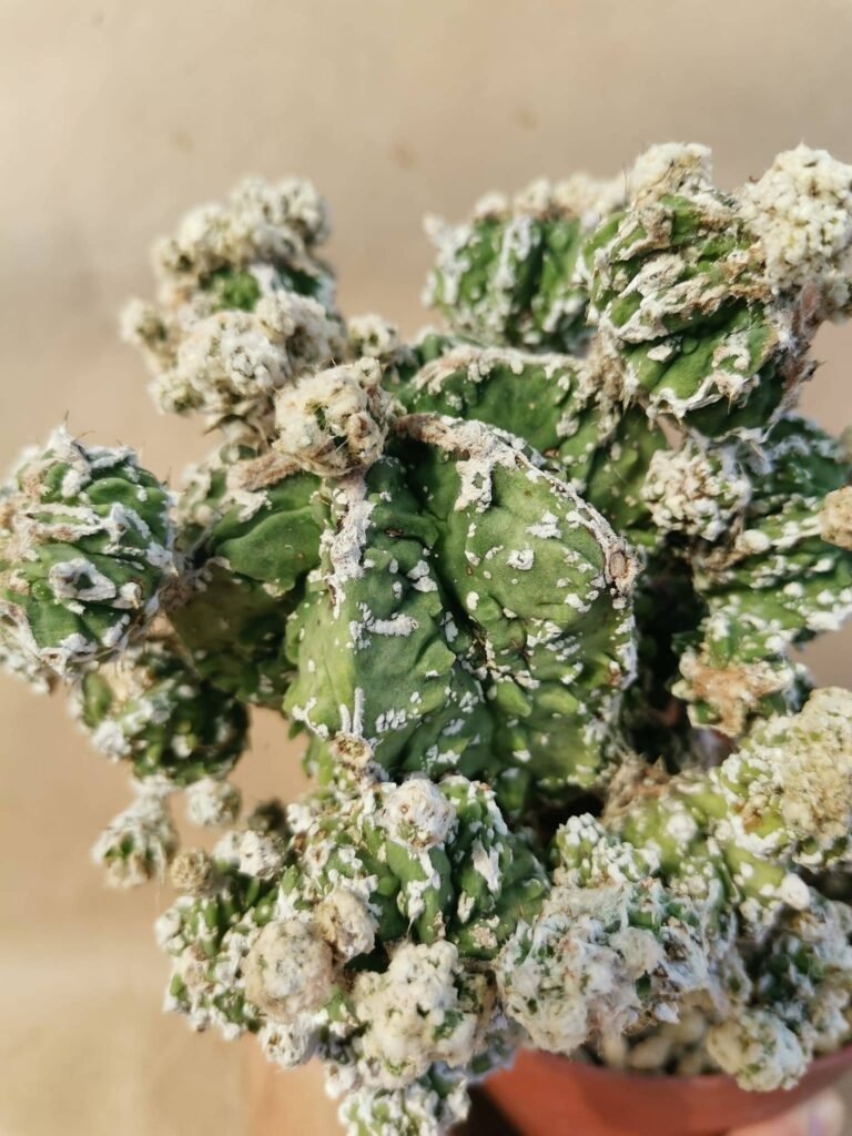 Astrophytum Fukuryu Hyozan prolifera innestata