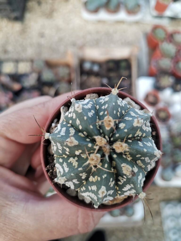Astrophytum hybrid Capricorne x Hakuun