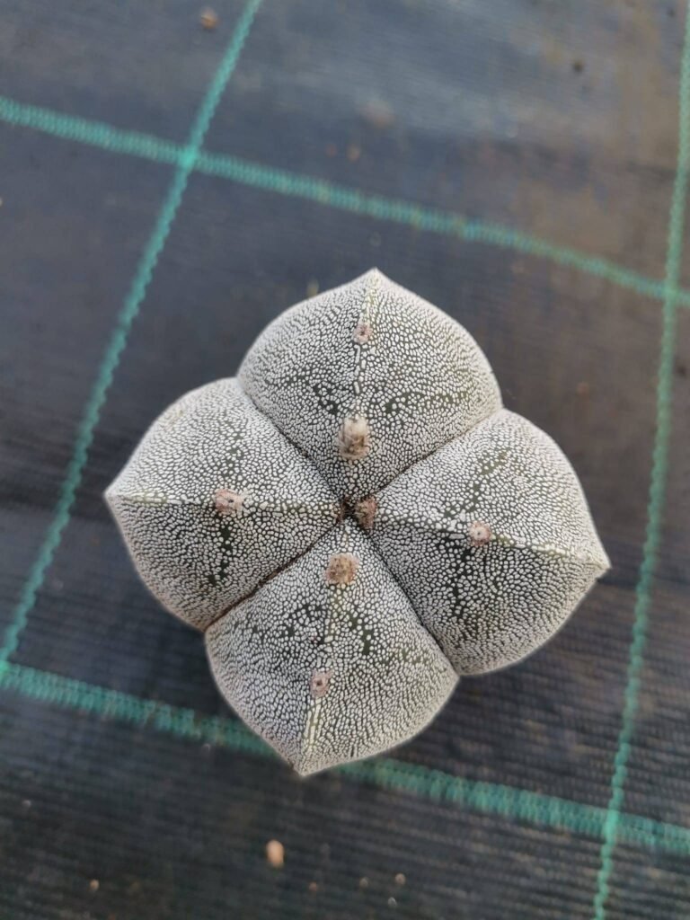 Astrophytum hybrid Quadricostatum f. Ball