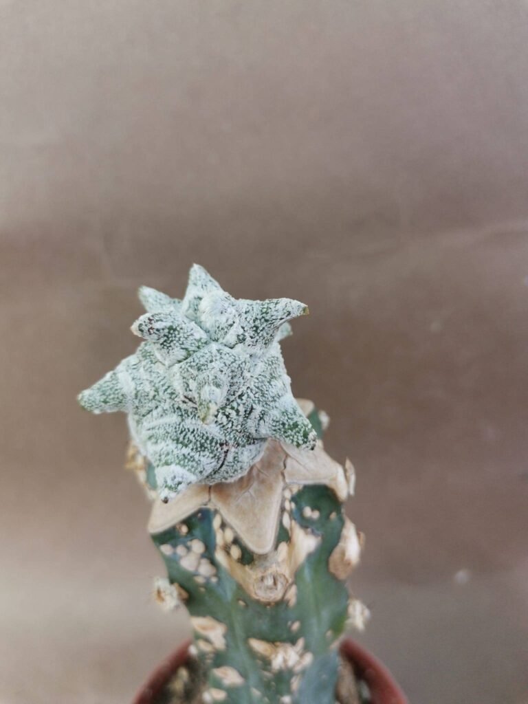 Astrophytum Kikko Snow Coahuilense Innestata