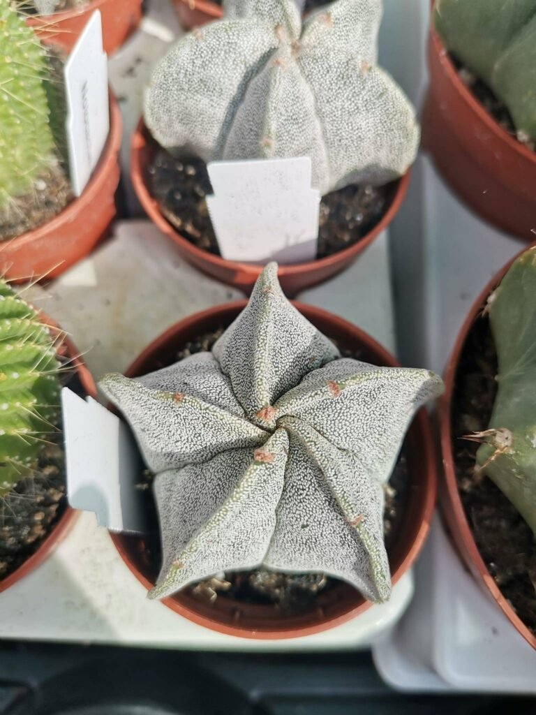 Astrophytum Myriostigma