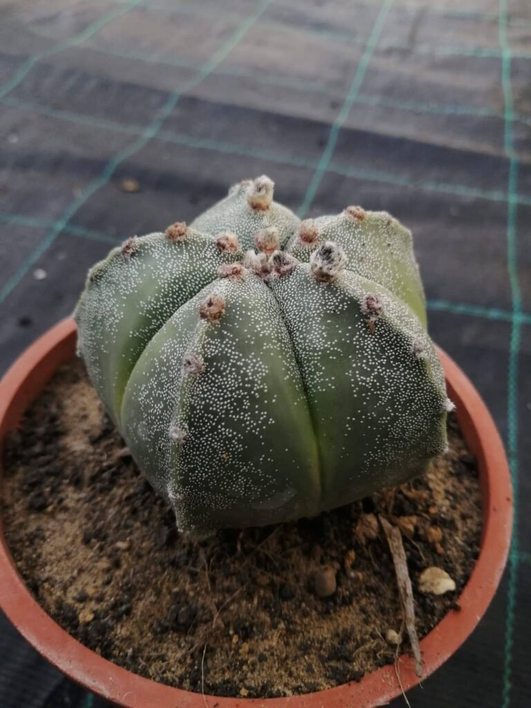Astrophytum Myriostigma Hybrid