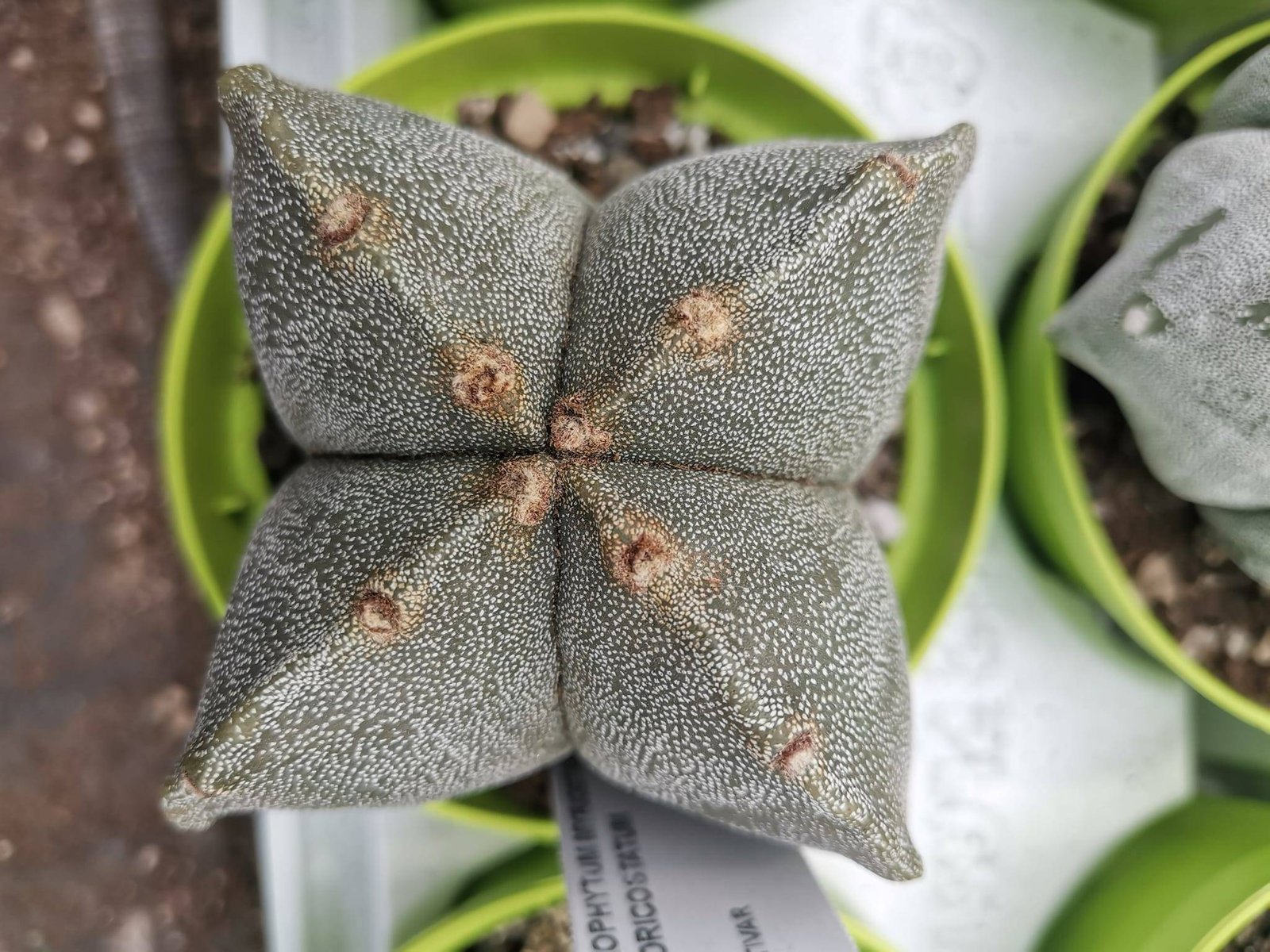 Astrophytum Myriostigma hybrid Quadricostatum
