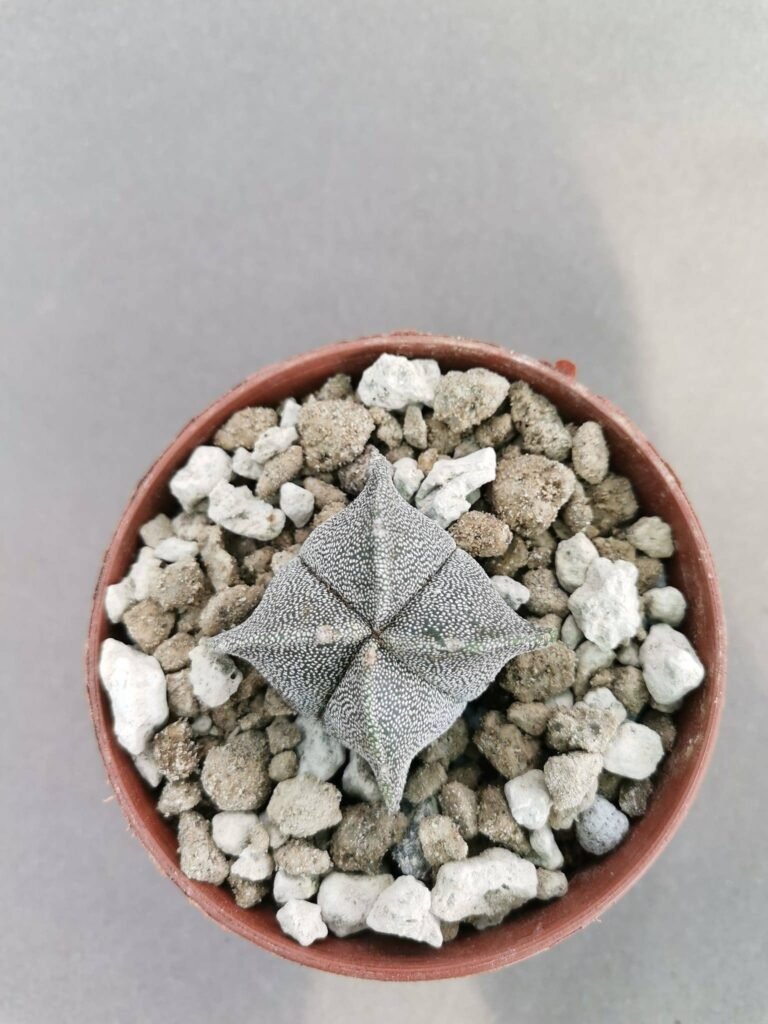 Astrophytum Myriostigma Quadricostatum