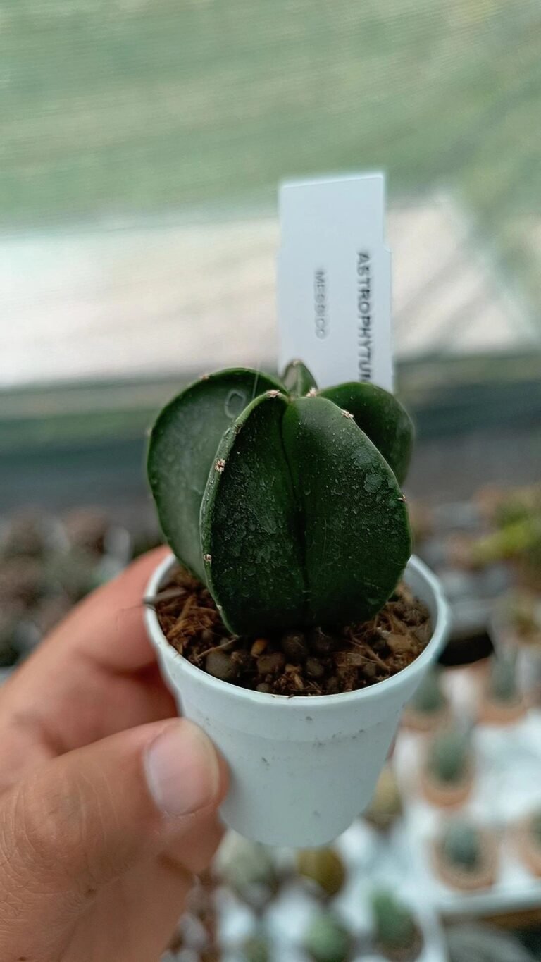 Astrophytum Nudum mix