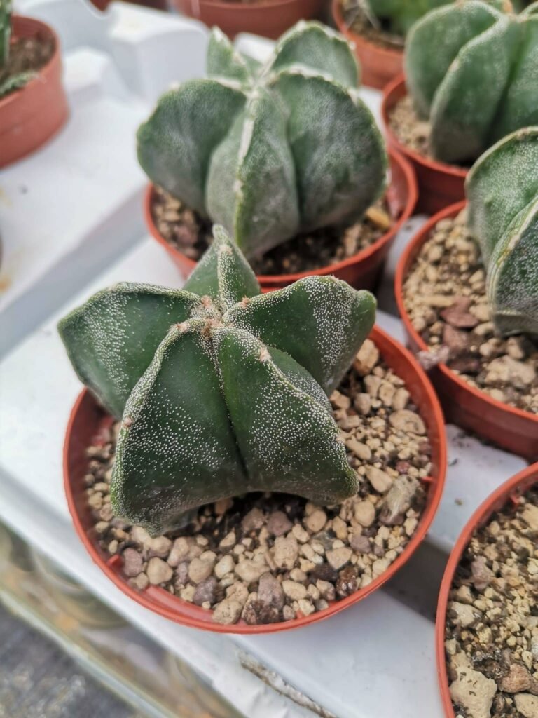 Astrophytum Nudum Hybrid