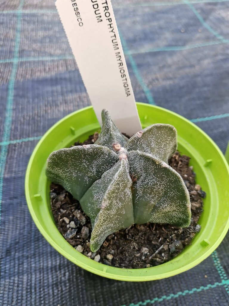 Astrophytum Nudum hybrid