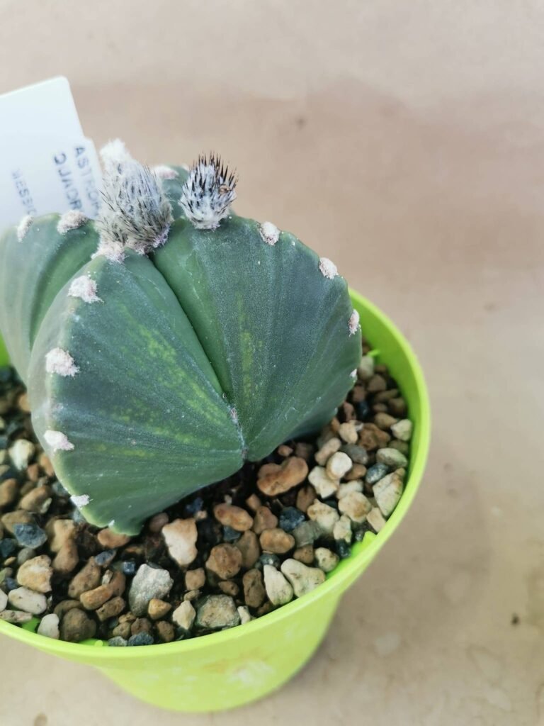 Astrophytum Nudum hybrid Quadricostatum