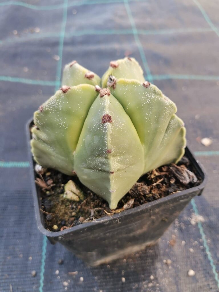 Astrophytum nudum Kikko Koh-Yo Yellow