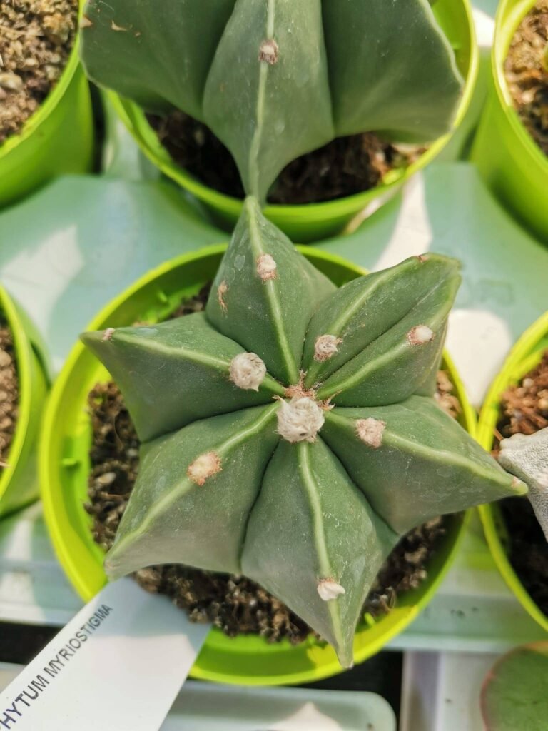 Astrophytum Nudum Multicostatum