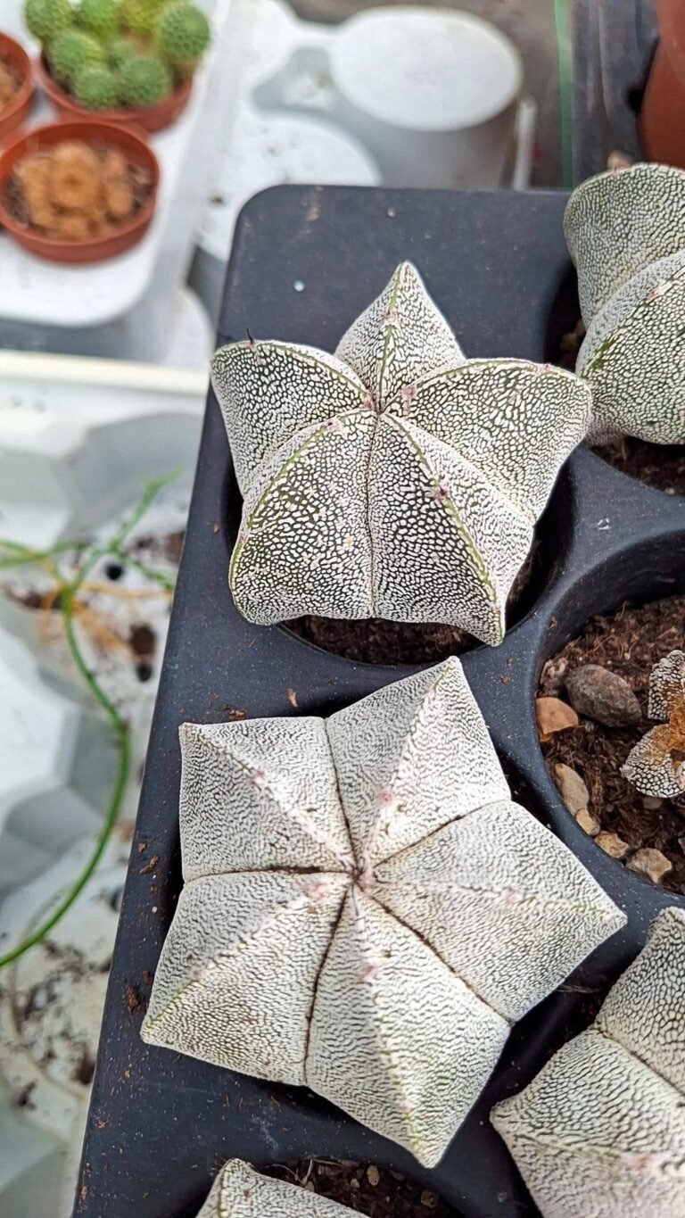 Astrophytum Onzuka Pentacostatum