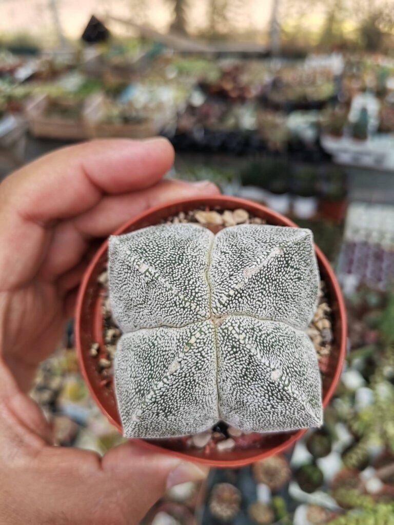 Astrophytum Onzuka Quadricostatum