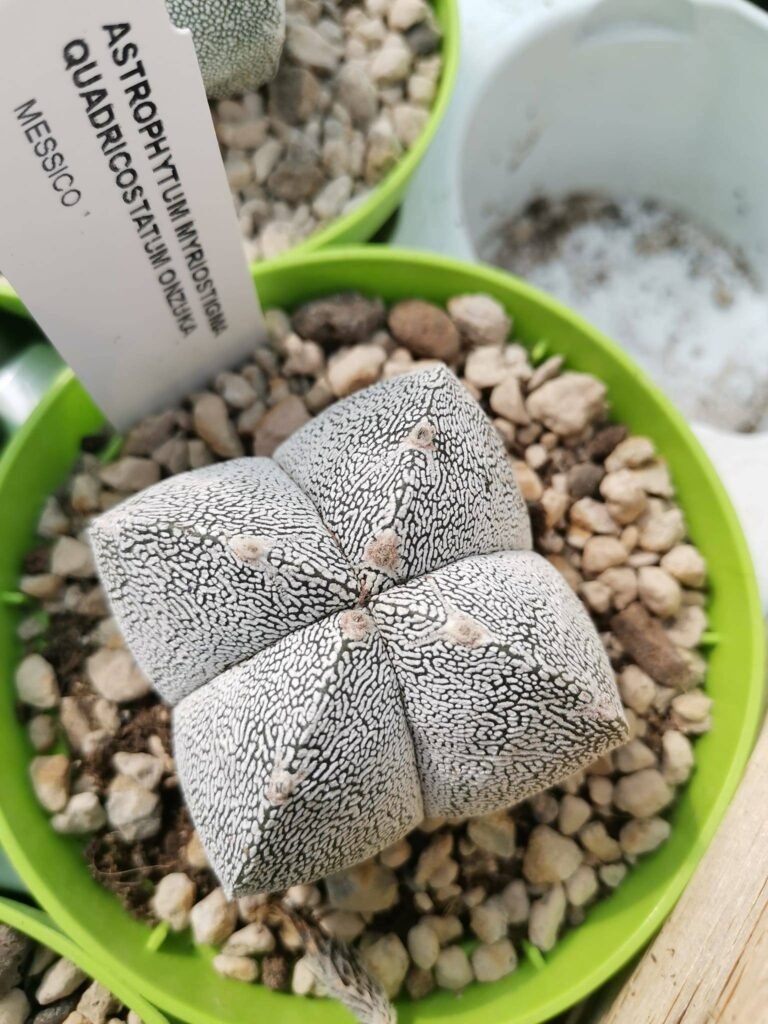 Astrophytum Onzuka Quadricostatum