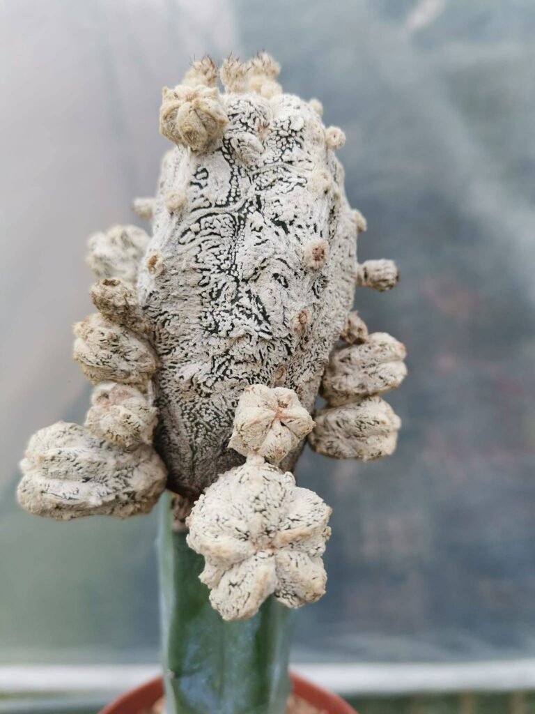 Astrophytum Onzuka x Hakuun Snow mostruosa innestata