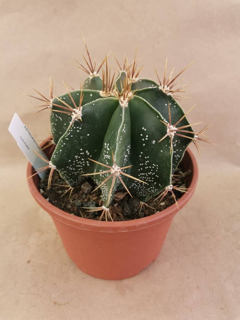 Astrophytum Ornatum Hybrid