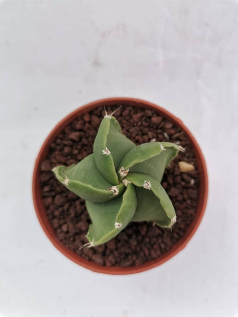 Astrophytum ornatum x nudum pentacostatum