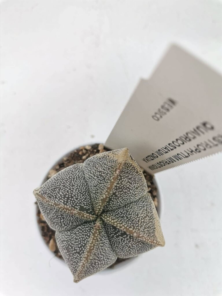 Astrophytum Myriostigma Quadricostatum