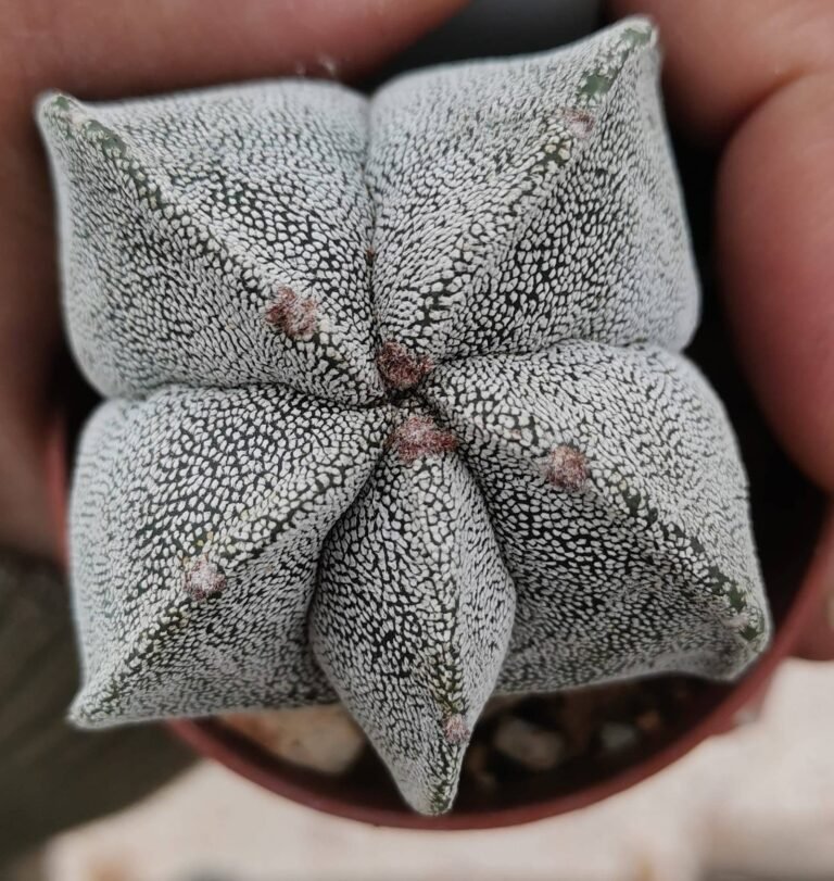 Astrophytum Quadricostatum Infracosta