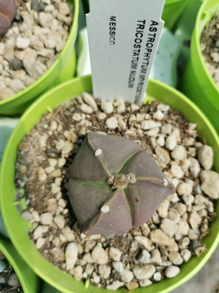 Astrophytum Tricostatum Nudum