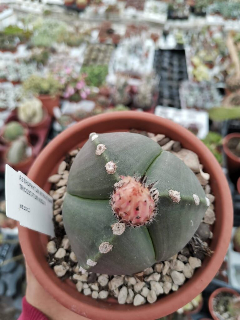 Astrophytum Tricostatum Nudum hybrid f. Ball