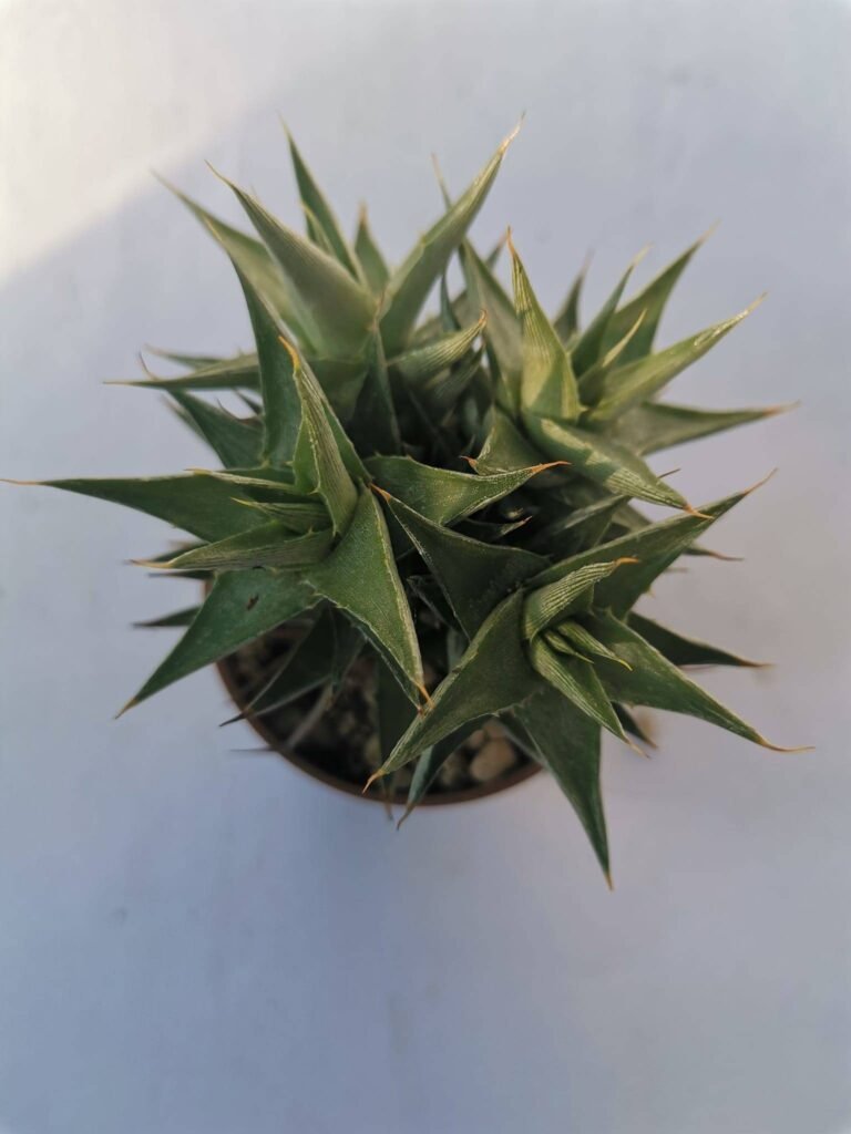 Abromeitiella Brevifolia
