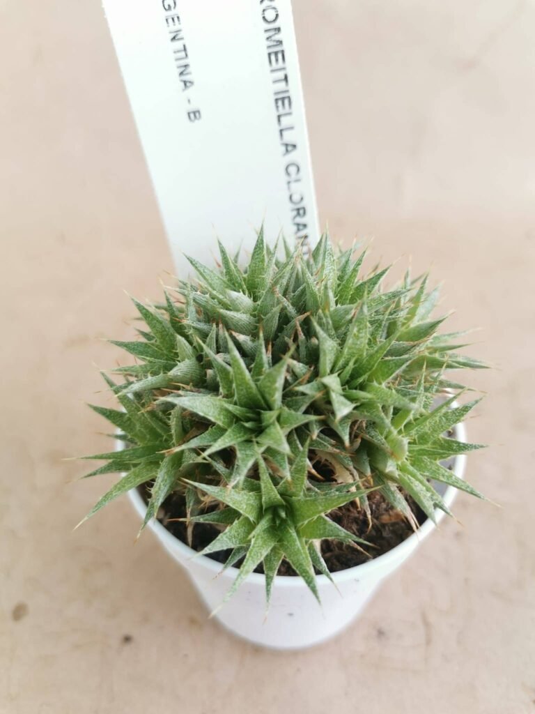 Abromeitiella Chlorantha