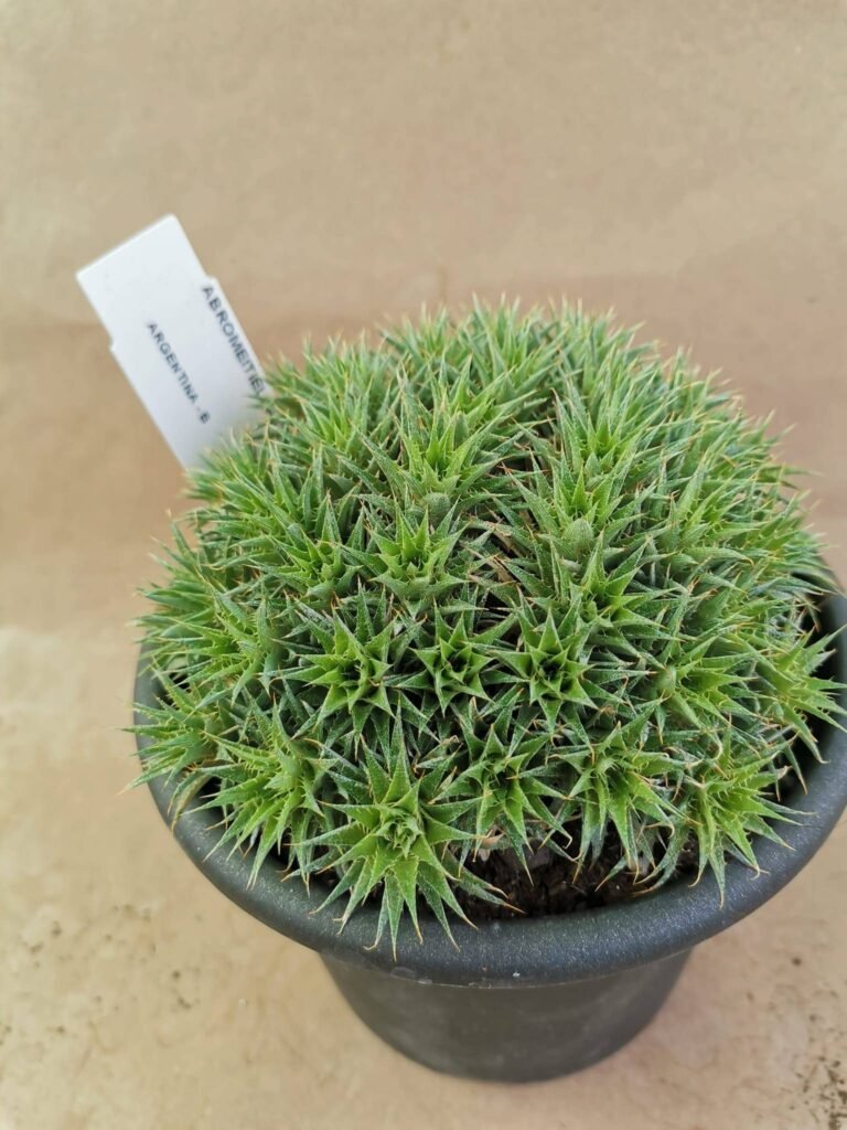 Abromeitiella Chlorantha